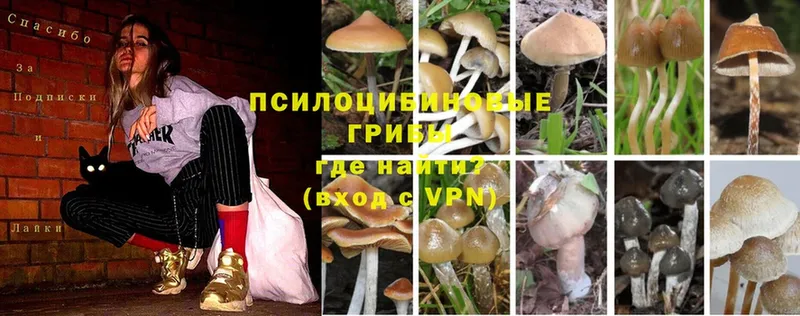 Галлюциногенные грибы MAGIC MUSHROOMS  Гудермес 